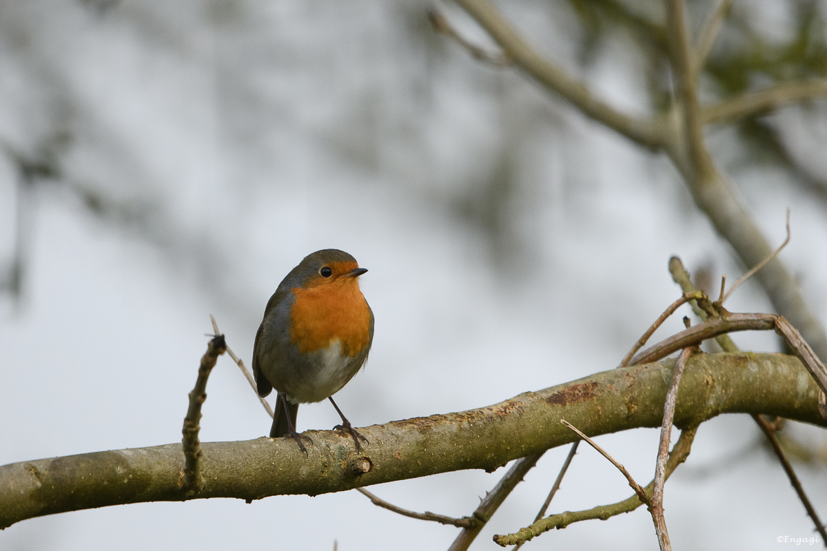 DSC_7990.jpg