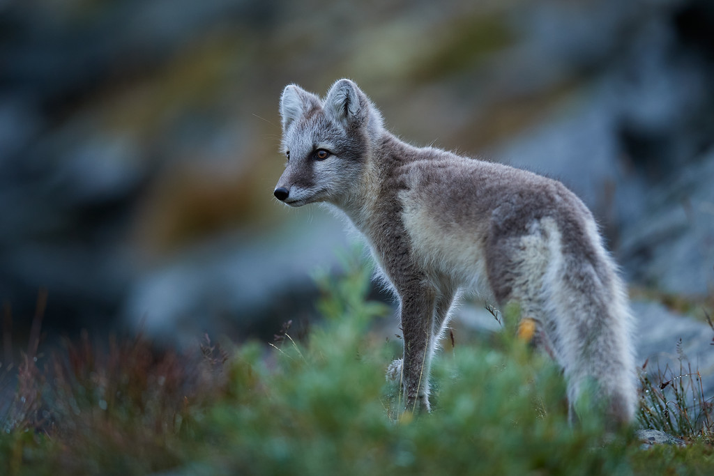 DSC_7086-XL.jpg