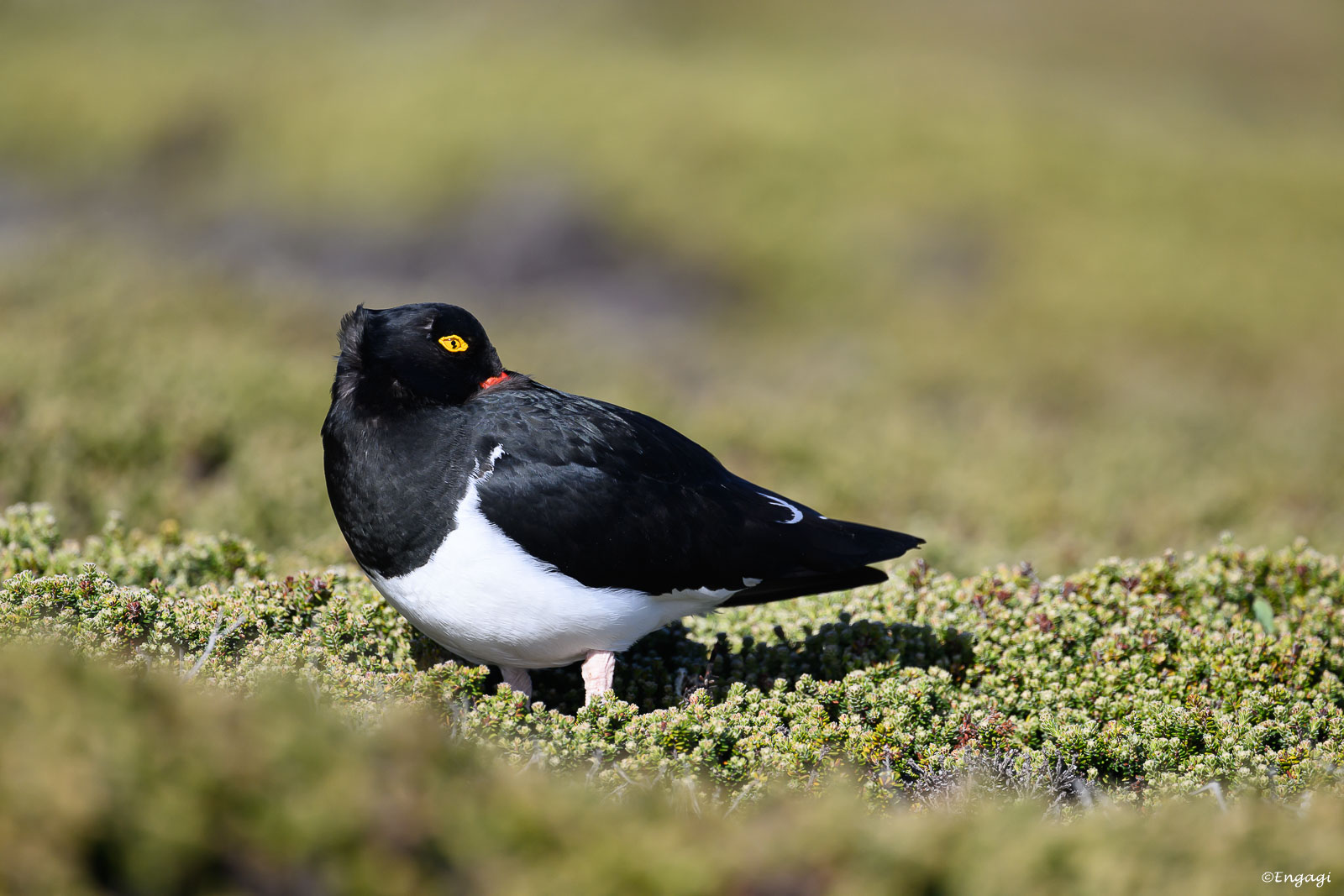 Antarktis%201087.jpg