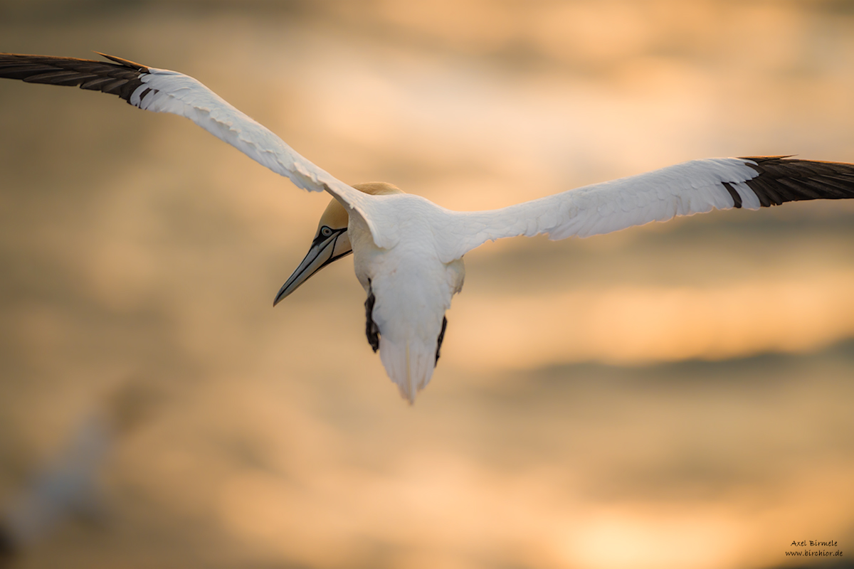 20190503_1360-2_PS_LAB_1200Px.jpg