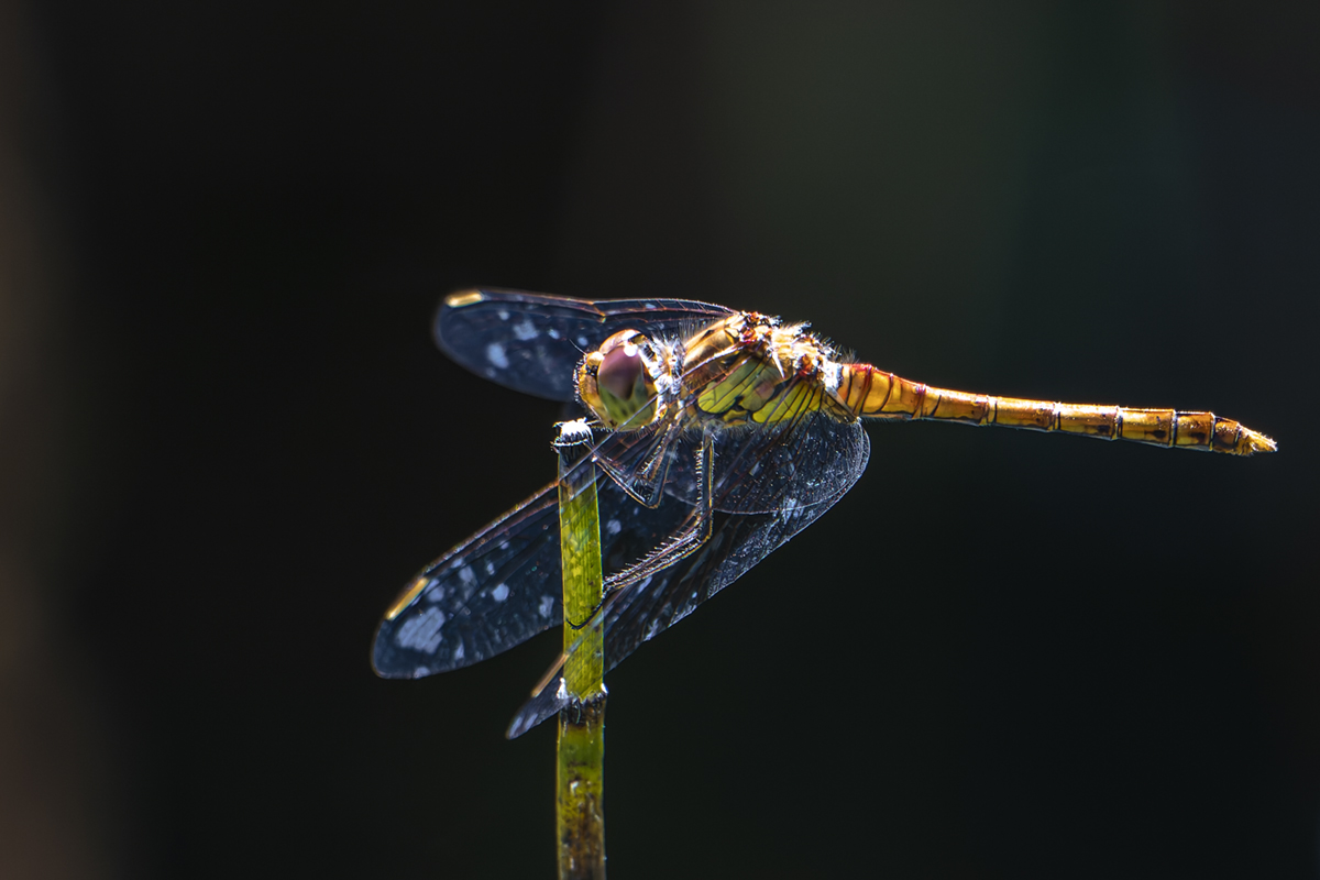 20260901_NZ9_0210_DPXNF.jpg