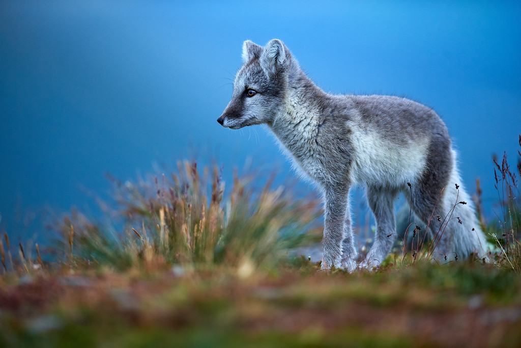 DSC_7013-XL.jpg