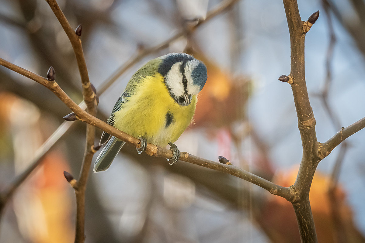 20201120_D500_2263NF.jpg