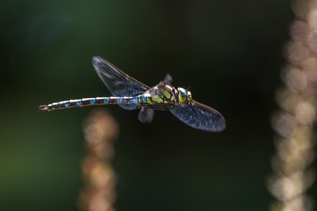 20260912_NZ9_2014_DPXNF.jpg