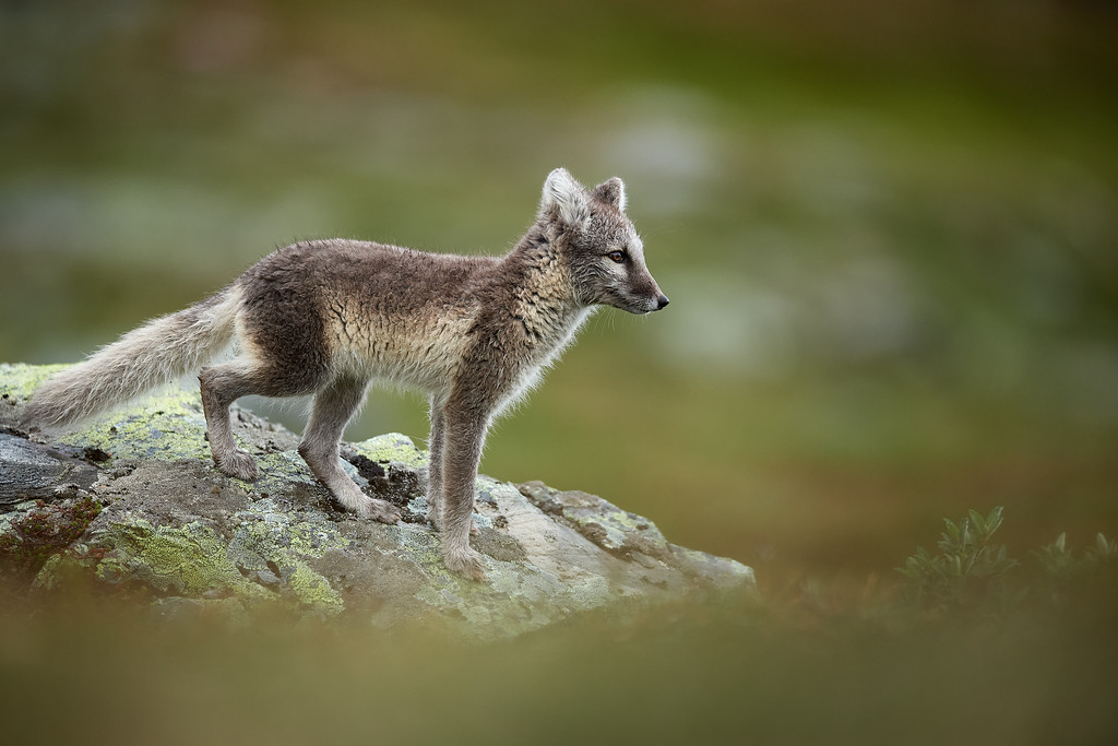 DSC_9145-XL.jpg
