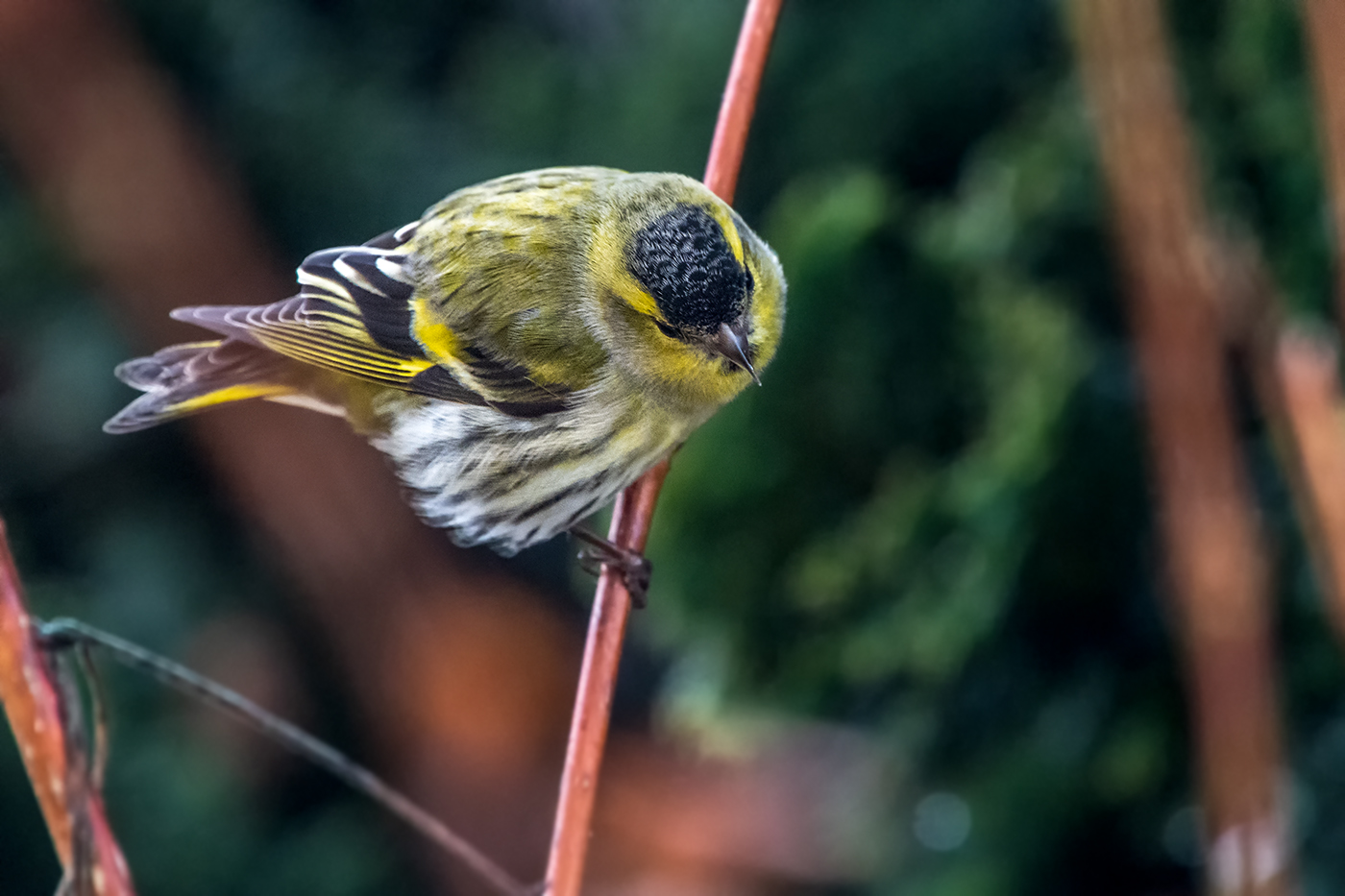 20190101_ND5_0084NF.jpg
