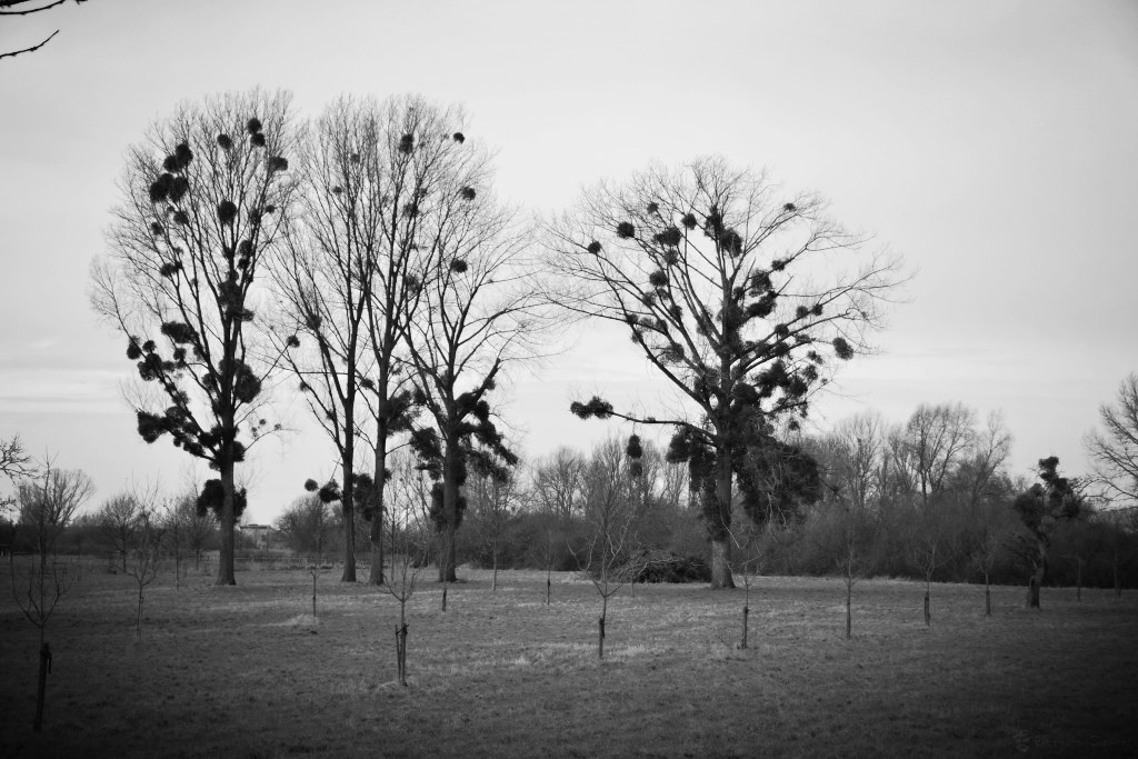16126755337_8abaa654a7_b.jpg