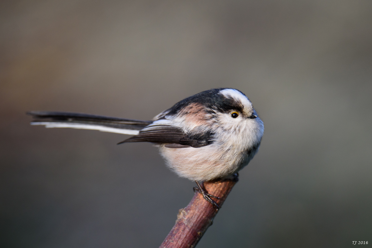 DSC_1857.jpg