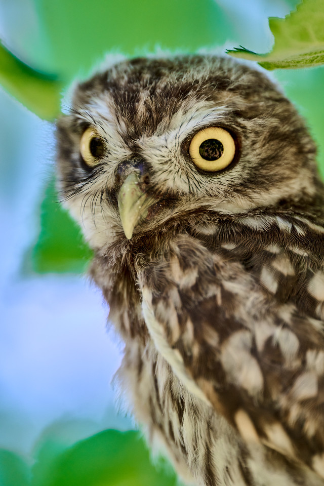 DSC_7740-X2.jpg