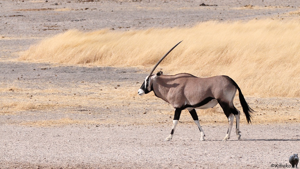 Eine graubraune Antilope mit langen geraden Geweihstangen läuft auf einer Schotterfläche vor einer Fläche aus trockenem Gras.