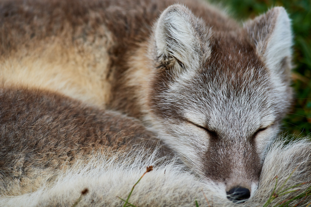 DSC_8461-XL.jpg