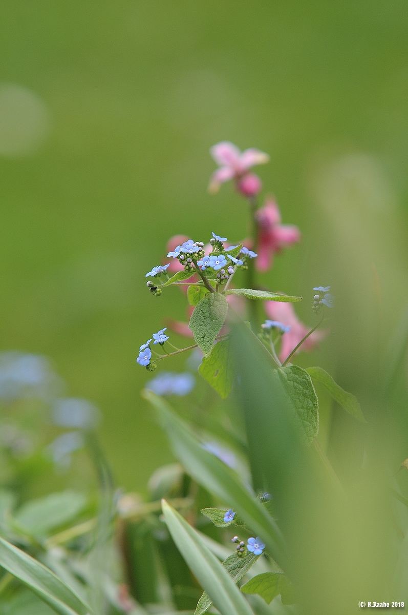 cK.R.-540DSC_3812_1.jpg