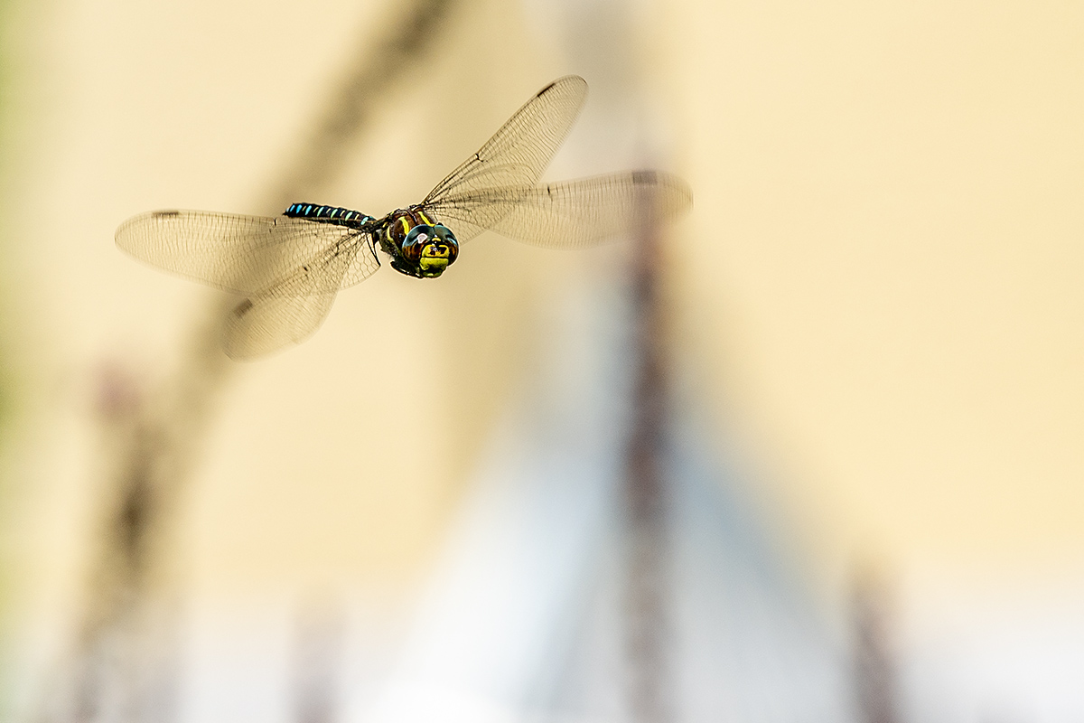 20180816_ND5_1006NF.jpg