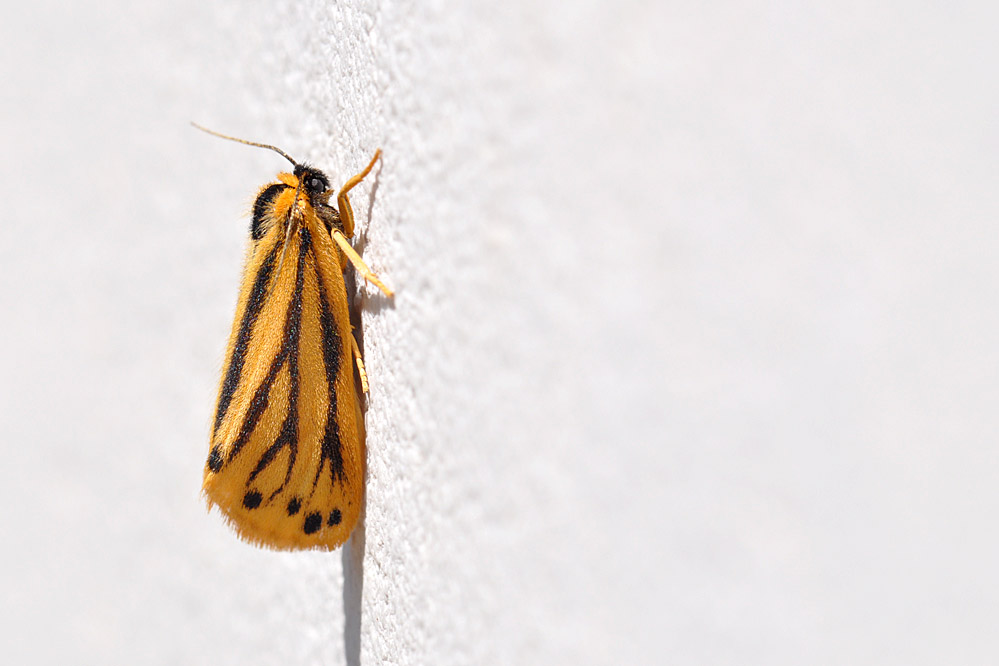 Setina_aurita_DSC_0310.jpg
