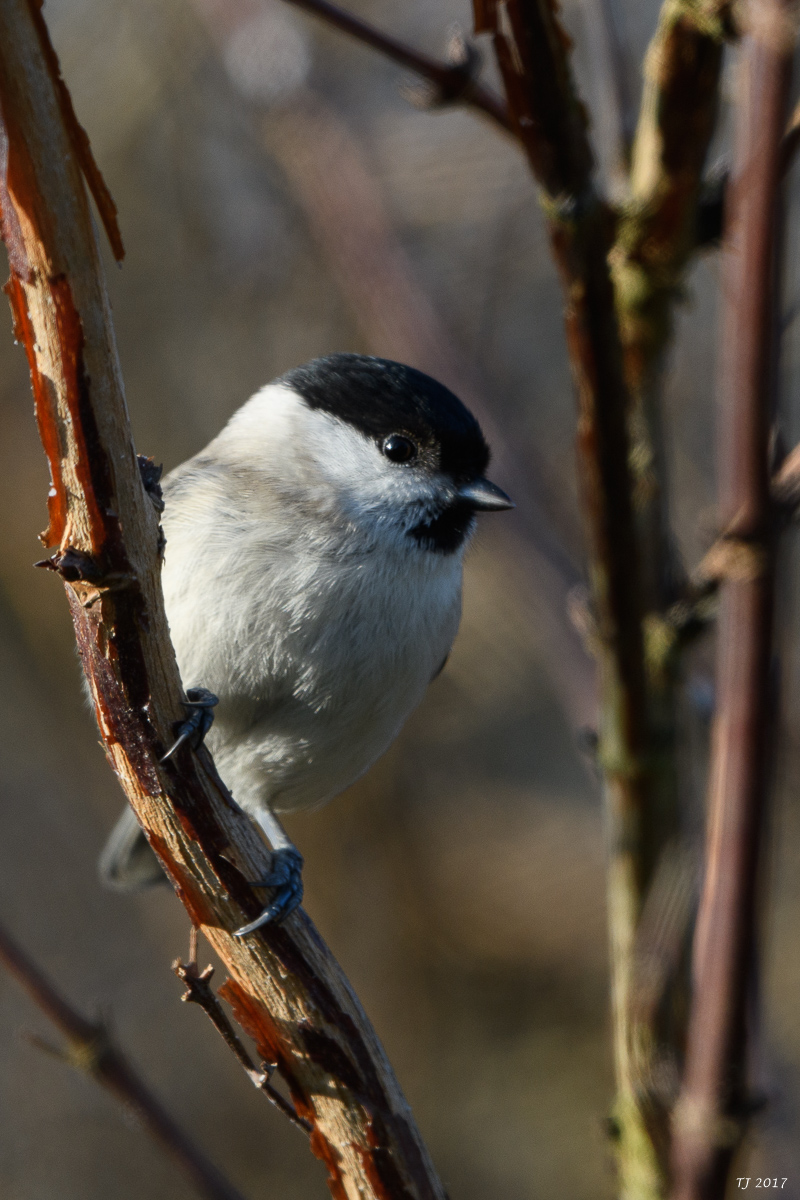 DSC_0774.jpg