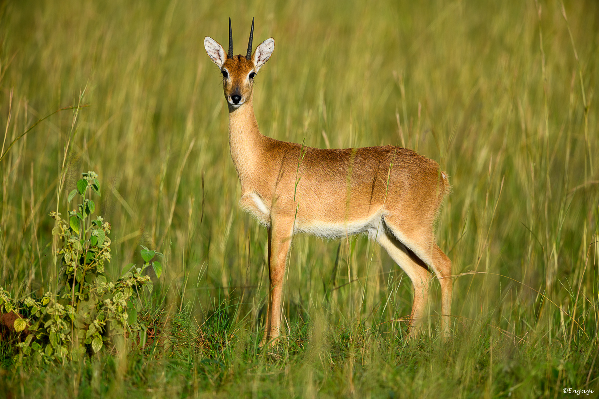 Uganda%200448.jpg