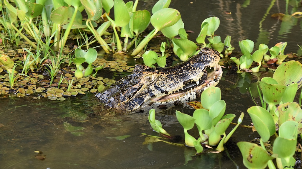 Der Brillenkaiman schwimmt mit dem Fisch im Maul durch Wasserhyazinthen