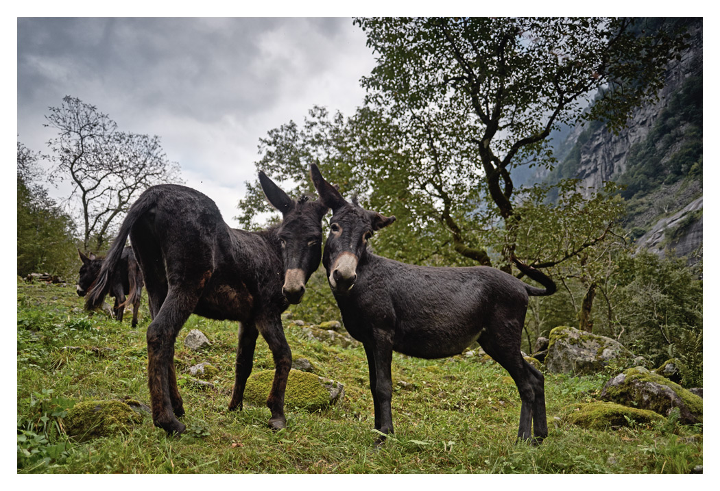 Tessin_2015_3.jpg
