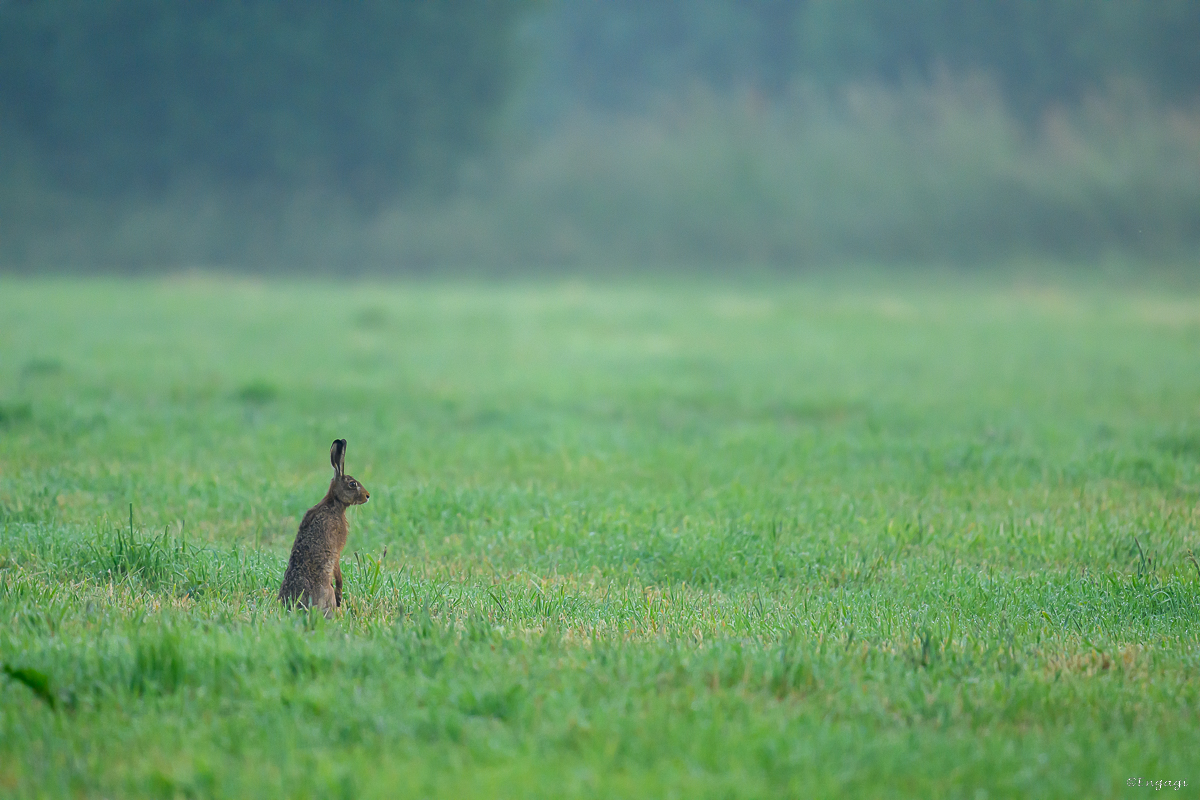 DSC_4421.jpg