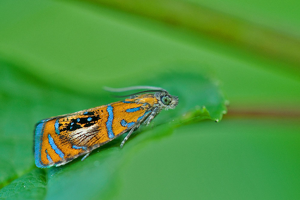 olethreutes_arcuella_anglikon_ch_20120514.jpg