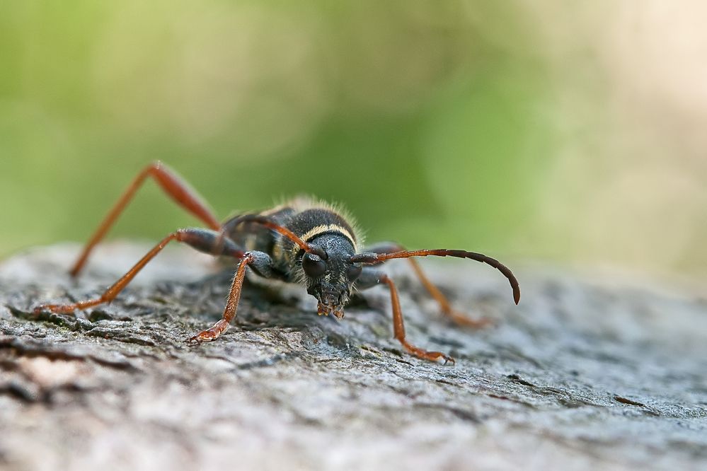 web-clytus2_filtered.jpg
