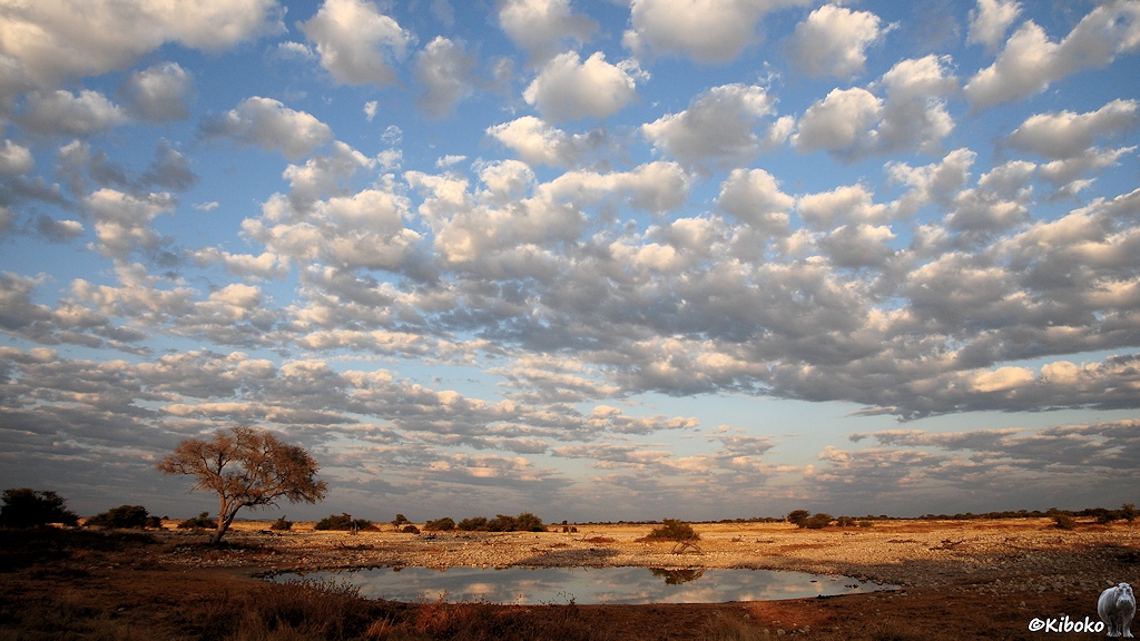 Ein Wasserloch in der Morgensonne auf einer weiten Ebene. Ein großer Baum steht links vom Wasserloch. Am Himmel sind Schäfchenwolken, die sich im Wasser spiegeln.