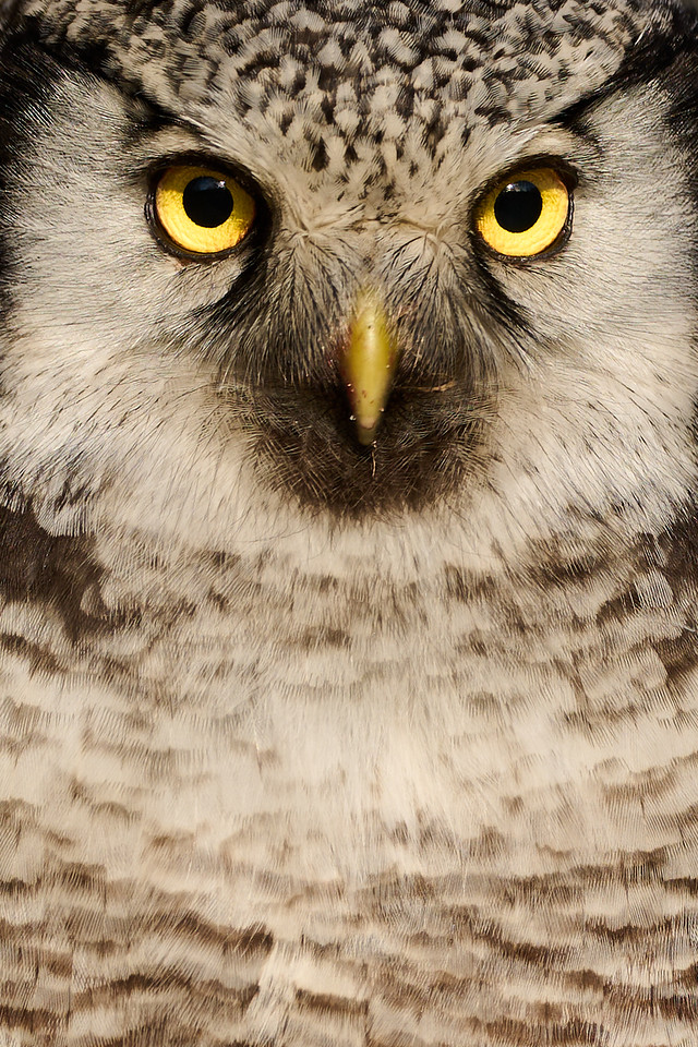 DSC_0777-X2.jpg