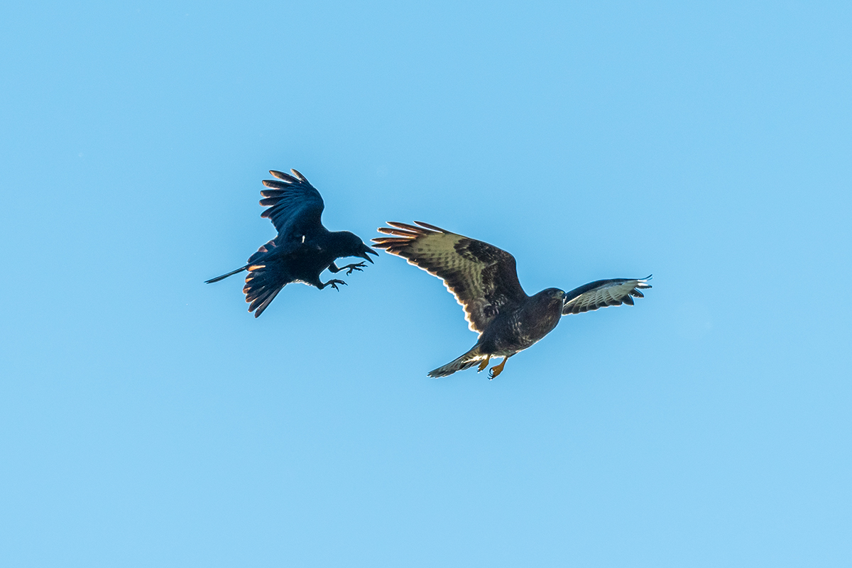 20211028_D500_2687NF.jpg