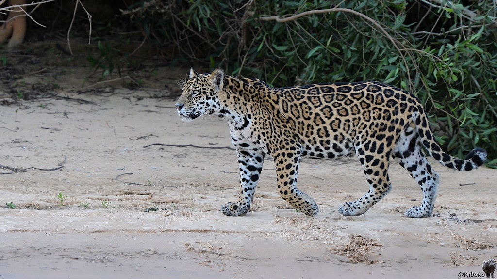 Jaguardame läuft am Strand zurück
