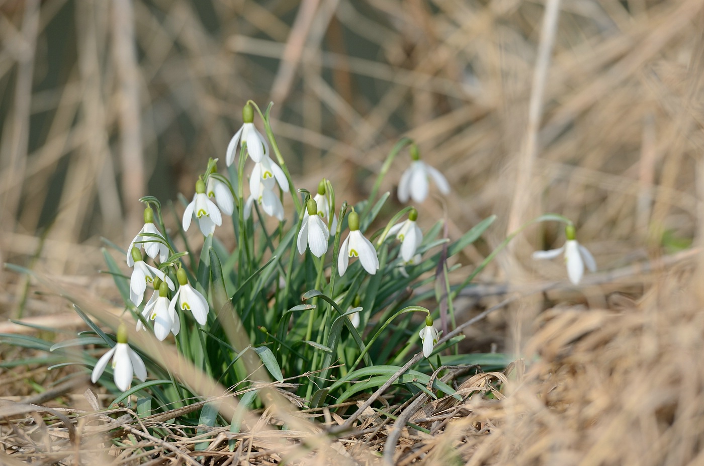 _DSC_2544.jpg