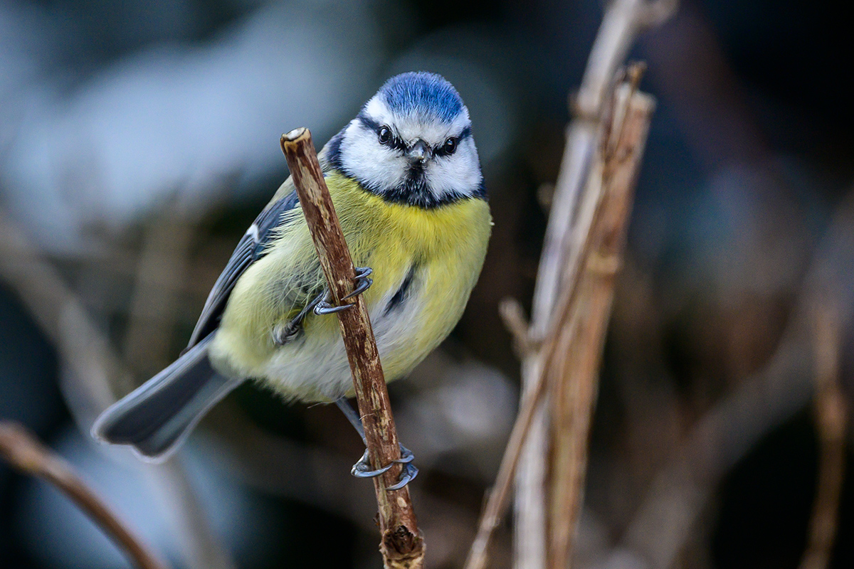 20201231_NZ6_4125NF.jpg