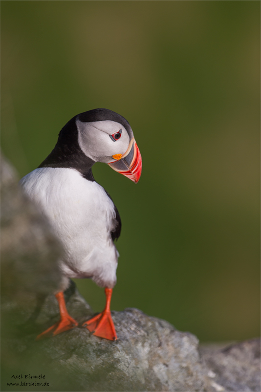 20140514_0097_PS_800Px.jpg
