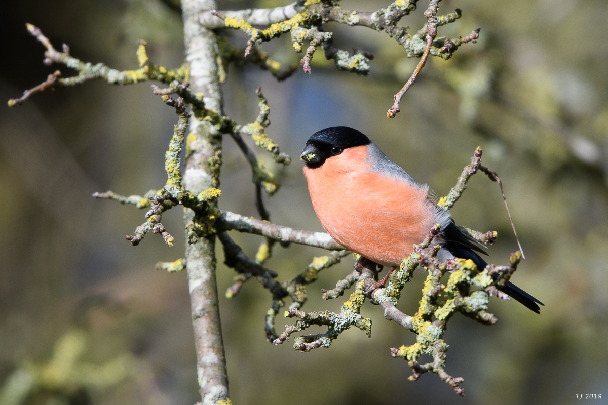 DSC_7340.jpg