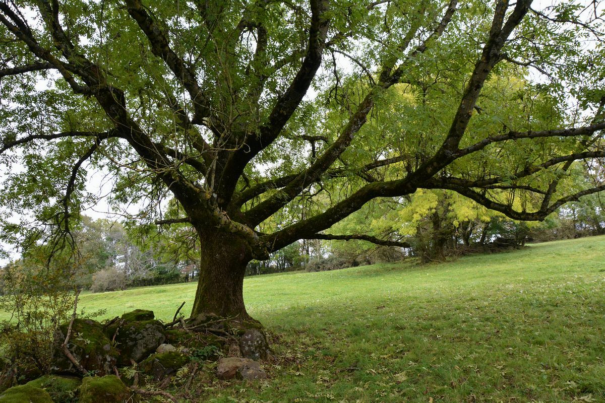 Baum-Esche.jpg