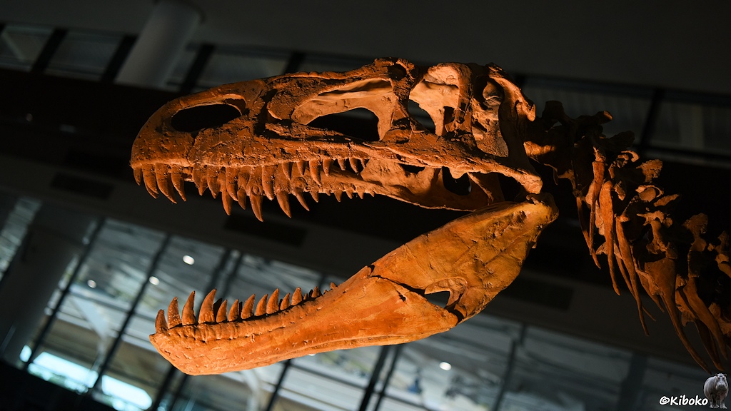 Das Bild zeigt den angestrahlten Kopf eines Dinosaurierskelettes. Das Maul ist weit geöffnet und präsentiert die langen, spitzen Zähne.