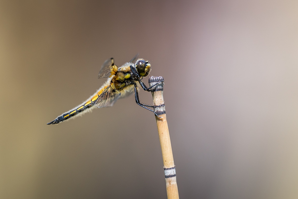 20210610_D850_1202NF.jpg