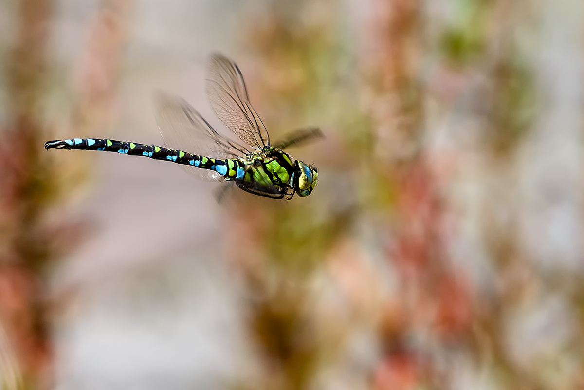 20171004_D810_0219NF.jpg