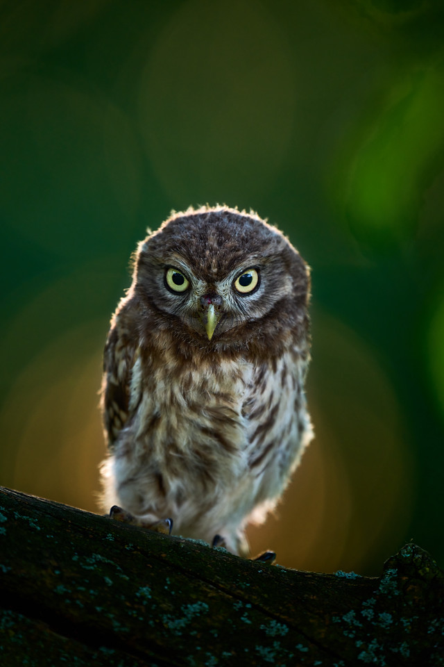 DSC_0120-X2.jpg