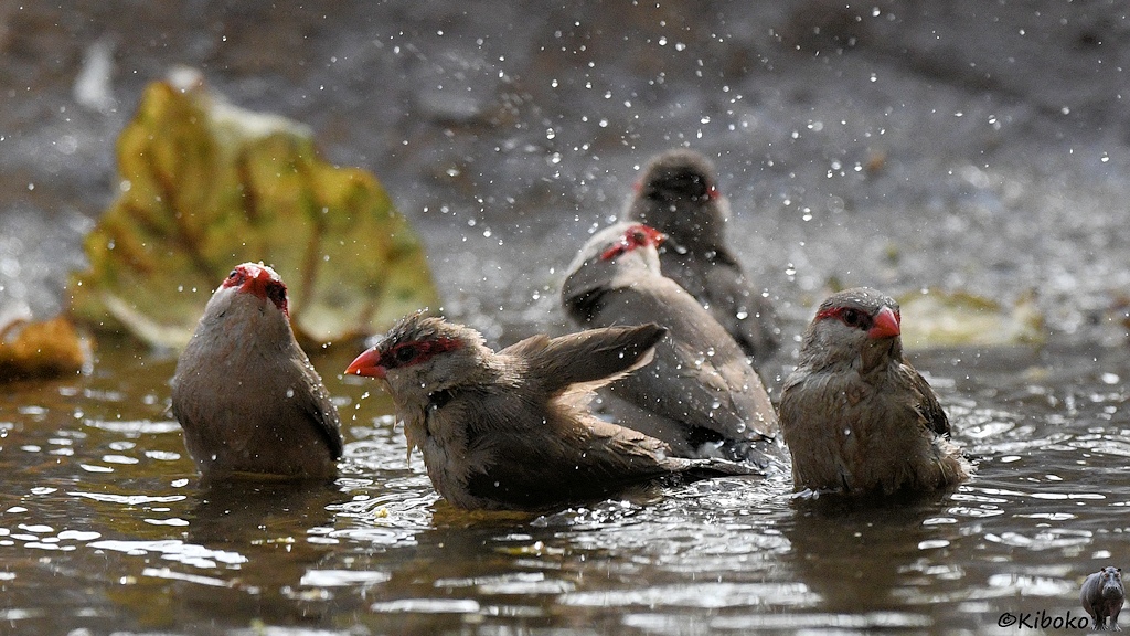 Das Bild zeigt fünf kleine, graue Vögel im flachen Wasser eines Basins. Die Vögel haben rote Augenstreifen und kleine rote Schnäbel. Der mittlere Vogel breitet die Flügel aus. Hochspritzende Wassertropfen verteilen sich auf dem Bild.