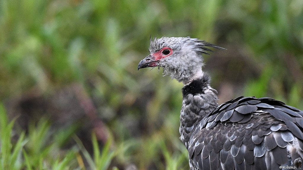 Porträt eines dunkelgrauen Vogels mit hellgrauem Kopf, rotem Gesicht und einen schwarz-weißen Ring am Hals