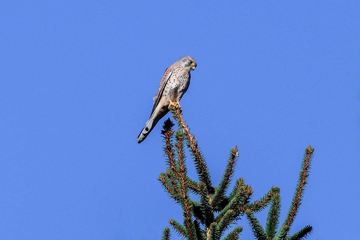 20210925_D500_7569NF.jpg