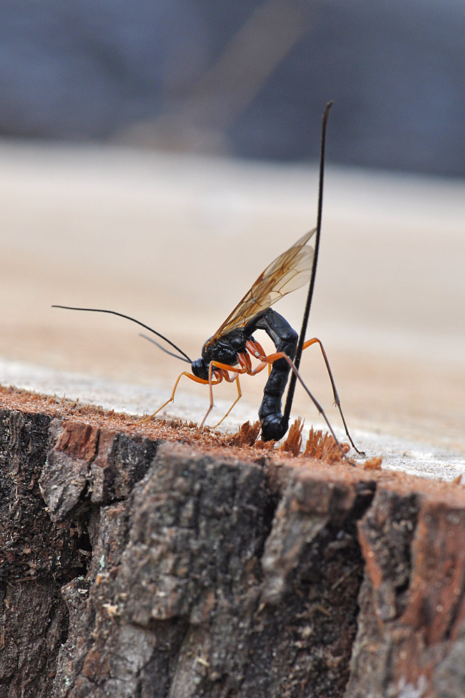 dolichomitus2.jpg