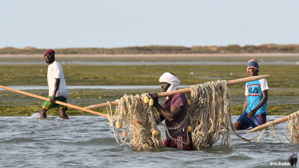 Das Bild zeigt drei Männer, die mit den Beinen im Wasser stehen. Im Vordergrund trägt ein Mann ein Fischernetz, das um einer langen Stange gewickelt ist auf der Schulter. Zwei Männer im Hintergrund tragen zwei lange Stangen Richtung Ufer. Im Hintergrund ist eine flache, grasbewachsene Insel.