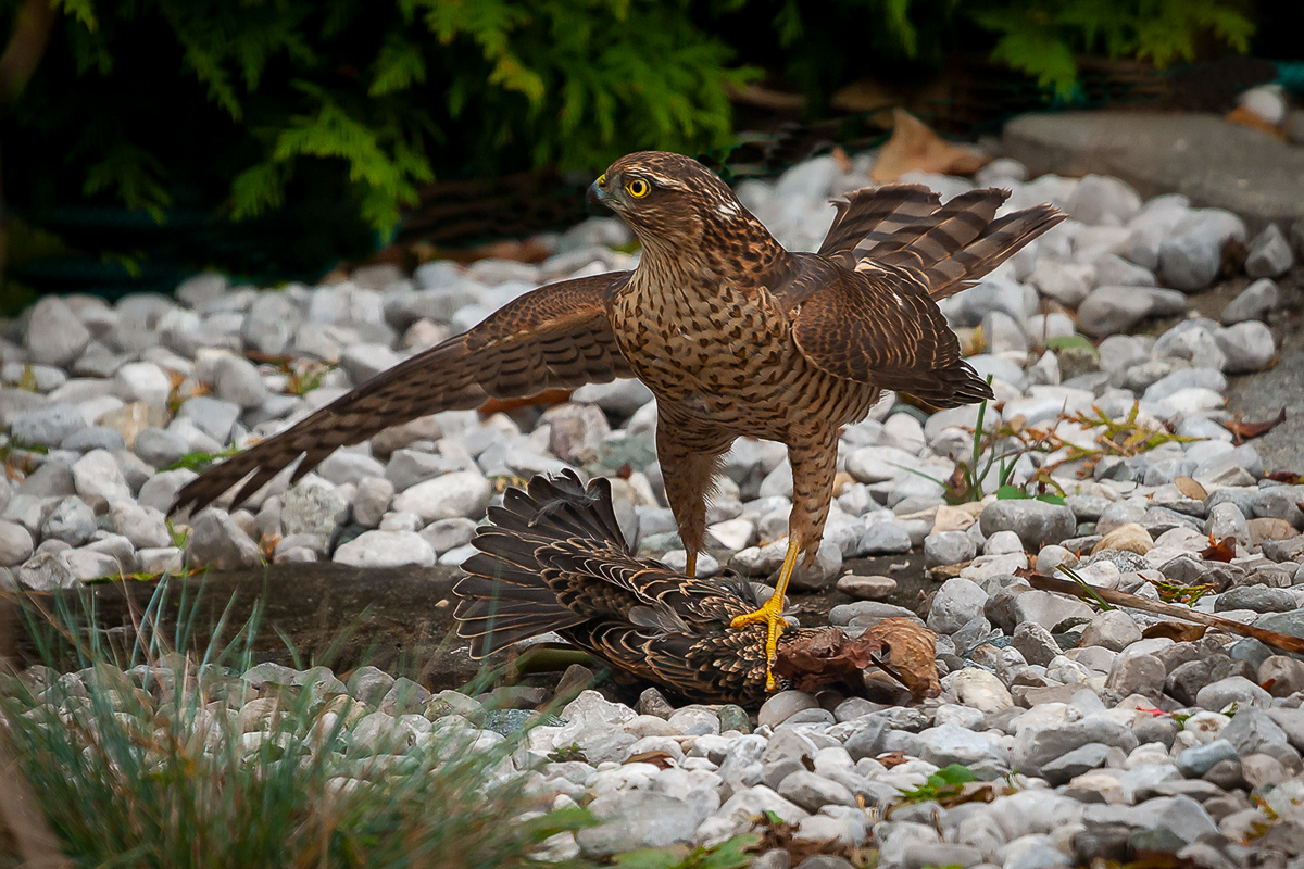 200910_A9_0594NF.jpg