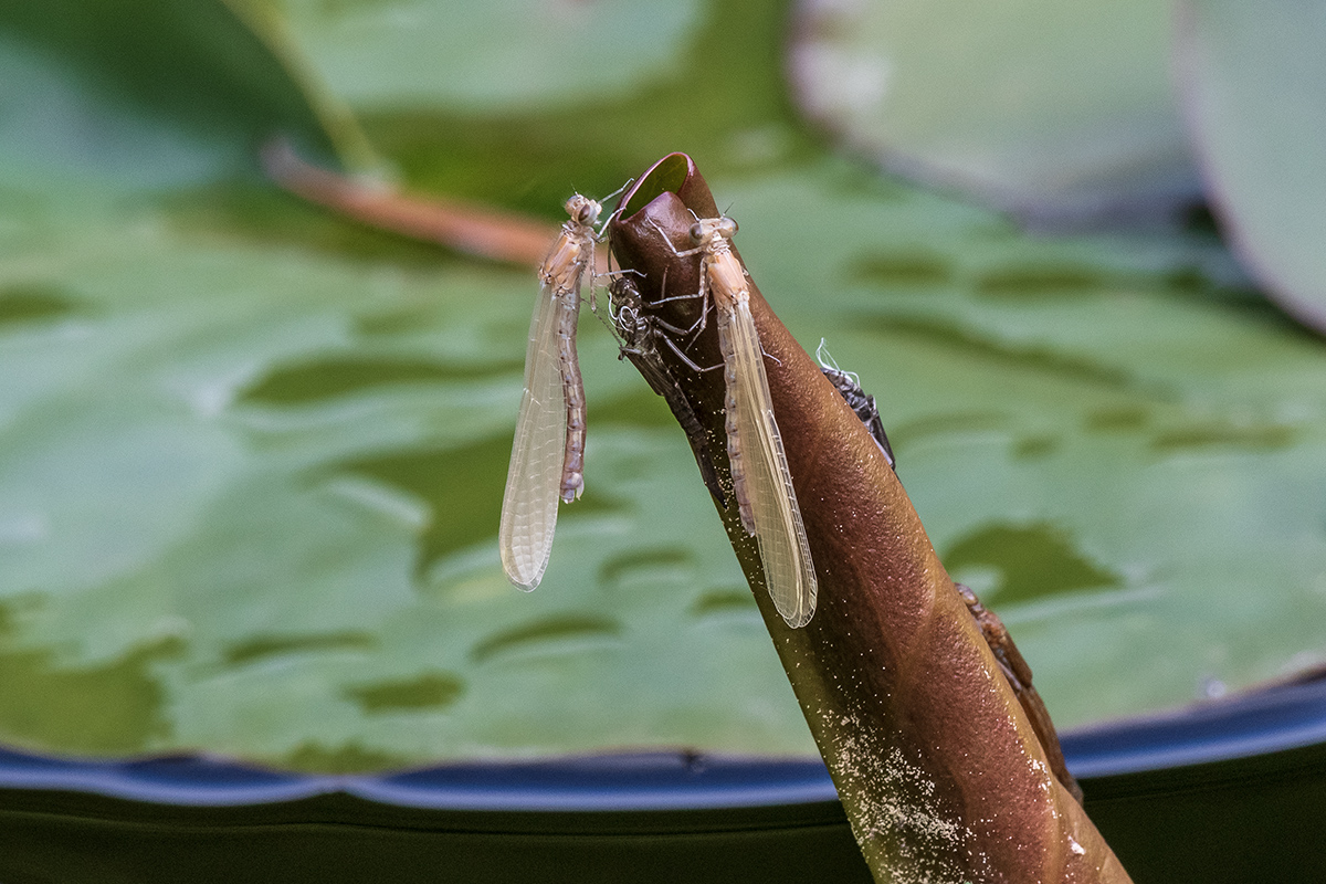 20200517_D500_2067NF.jpg