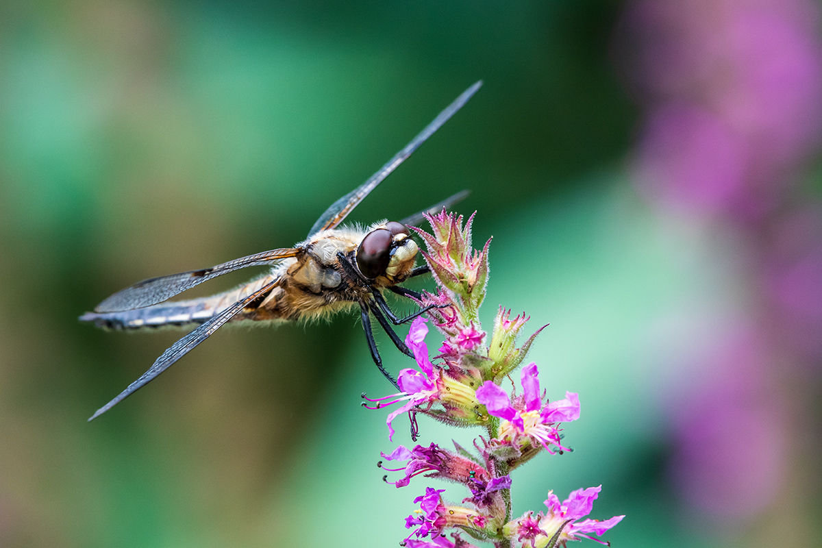 20200802_D500_0009NF.jpg