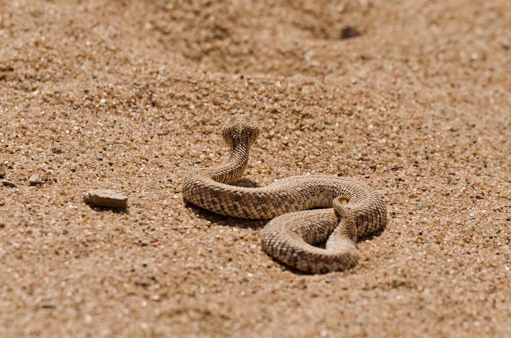 namibia_sidewinder_snake.jpg