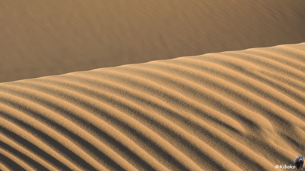 Das Bild zeigt einen Dünenkamm mit Sandriffeln. Der Dünenkamm verläuft diagonal durch das Bild. Dahinter ist unscharf die nächste Düne abgebildet.