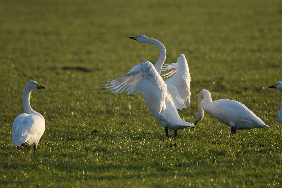 DSC_0530.jpg