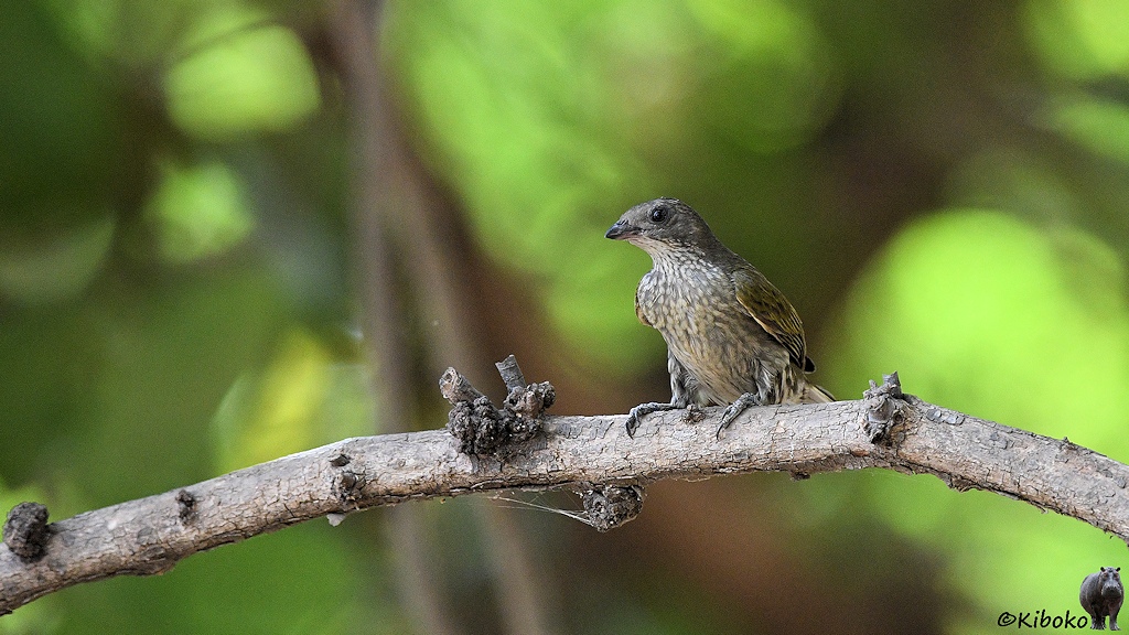 Das Bild zeigt einen Vogel mit beige-grau gefleckter Brust, grauem Kopf mit sehr kurzem dunkeln Schnabel und oliv-gelb-dunkelgrau gestreiften Flügelfedern von vorn auf einem waagerecht verlaufendem Ast vor unschafen Hintergrund mit hellgrünen Flecken.